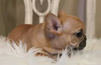 Rose, a female French Bulldog for sale in Fair Grove, MO – Photo 3 of 5