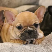 Rose, a female French Bulldog for sale in Fair Grove, MO – Photo 1 of 5