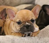 Rose, a female French Bulldog for sale in Fair Grove, MO – Photo 1 of 5