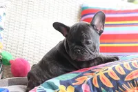 Moo Shu, a male French Bulldog for sale in Fair Grove, MO – 4 of 7