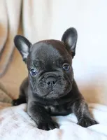 Moo Shu, a male French Bulldog for sale in Fair Grove, MO – 4 of 6