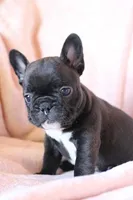 Sushi, a female French Bulldog for sale in Fair Grove, MO – 7 of 7