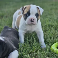 Rocky, a male American Bulldog for sale in Fair Grove, MO – Photo 5 of 5