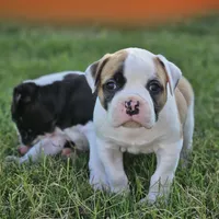 Rocky, a male American Bulldog for sale in Fair Grove, MO – Photo 3 of 5