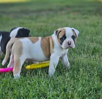 Rocky, a male American Bulldog for sale in Fair Grove, MO – Photo 2 of 5