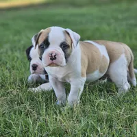 Rocky, a male American Bulldog for sale in Fair Grove, MO – Photo 4 of 5