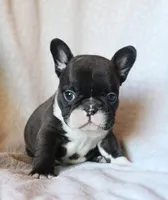 Bobby Wasibi, a male French Bulldog for sale in Fair Grove, MO – 6 of 7