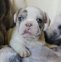 George, a male French Bulldog for sale in Fair Grove, MO – Photo 1 of 10