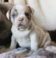George, a male French Bulldog for sale in Fair Grove, MO – Photo 7 of 10