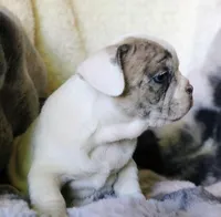 George, a male French Bulldog for sale in Fair Grove, MO – Photo 8 of 10