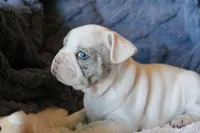 George, a male French Bulldog for sale in Fair Grove, MO – Photo 3 of 10