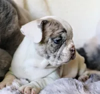 George, a male French Bulldog for sale in Fair Grove, MO – Photo 10 of 10