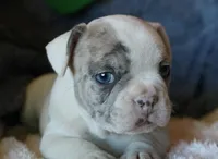 George, a male French Bulldog for sale in Fair Grove, MO – Photo 4 of 10