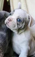 George, a male French Bulldog for sale in Fair Grove, MO – Photo 6 of 10