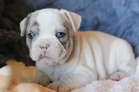 George, a male French Bulldog for sale in Fair Grove, MO – Photo 2 of 10