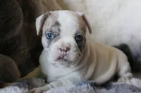 George, a male French Bulldog for sale in Fair Grove, MO – Photo 5 of 10