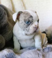 George, a male French Bulldog for sale in Fair Grove, MO – Photo 9 of 10