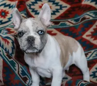 Johnny, a male French Bulldog for sale in Fair Grove, MO – 5 of 9