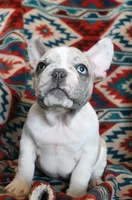 Johnny, a male French Bulldog for sale in Fair Grove, MO – 7 of 9