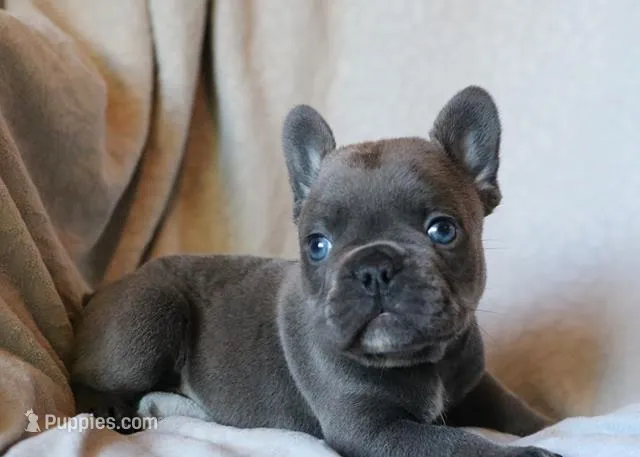 Chop Stix (Dumplin) – French Bulldog puppy for sale in Fair Grove, MO