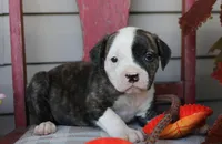 Lima, a female American Bulldog for sale in Fair Grove, MO – Photo 1 of 5