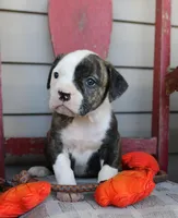 Lima, a female American Bulldog for sale in Fair Grove, MO – Photo 5 of 5