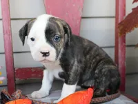 Lima, a female American Bulldog for sale in Fair Grove, MO – Photo 2 of 5