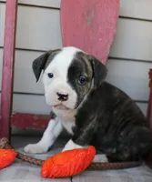 Lima, a female American Bulldog for sale in Fair Grove, MO – Photo 4 of 5