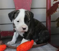 Lima, a female American Bulldog for sale in Fair Grove, MO – Photo 3 of 5