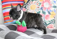 Bobby Wasabi, a male French Bulldog for sale in Fair Grove, MO – 5 of 9