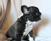 Bobby Wasibi, a male French Bulldog for sale in Fair Grove, MO – 5 of 7