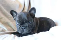 Moo Shu, a male French Bulldog for sale in Fair Grove, MO – 2 of 6