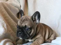 Wonton, a male French Bulldog for sale in Fair Grove, MO – 3 of 6