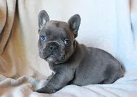 Chop Stix (Dumplin), a male French Bulldog for sale in Fair Grove, MO – 3 of 5