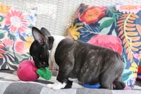 Bobby Wasabi, a male French Bulldog for sale in Fair Grove, MO – 6 of 9
