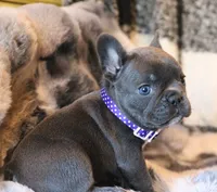 Noelle, a female French Bulldog for sale in Fair Grove, MO – Photo 7 of 7