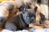 Noelle, a female French Bulldog for sale in Fair Grove, MO – Photo 6 of 7