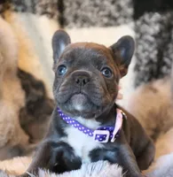 Noelle, a female French Bulldog for sale in Fair Grove, MO – Photo 3 of 7