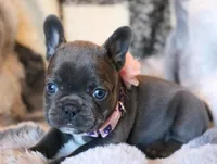 Noelle, a female French Bulldog for sale in Fair Grove, MO – Photo 5 of 7