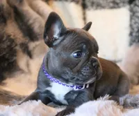 Noelle, a female French Bulldog for sale in Fair Grove, MO – Photo 2 of 7