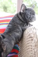 Moo Shu, a male French Bulldog for sale in Fair Grove, MO – 5 of 7