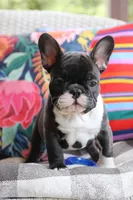 Bobby Wasabi, a male French Bulldog for sale in Fair Grove, MO – 3 of 9