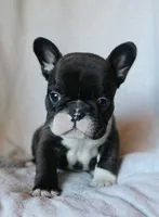 Bobby Wasibi, a male French Bulldog for sale in Fair Grove, MO – 7 of 7