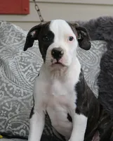 Dodger, a male American Bulldog for sale in Fair Grove, MO – Photo 1 of 4