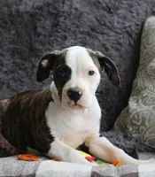 Dodger, a male American Bulldog for sale in Fair Grove, MO – Photo 2 of 4
