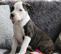 Dodger, a male American Bulldog for sale in Fair Grove, MO – Photo 4 of 4