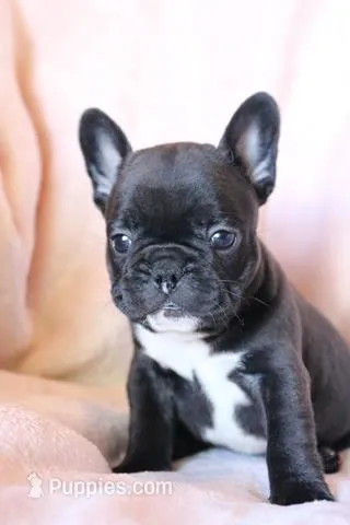 Sushi – French Bulldog puppy for sale in Fair Grove, MO
