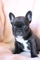 Sushi, a female French Bulldog for sale in Fair Grove, MO – 1 of 7