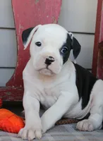 Mike, a male American Bulldog for sale in Fair Grove, MO – Photo 1 of 9