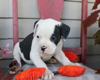 Mike, a male American Bulldog for sale in Fair Grove, MO – Photo 3 of 9